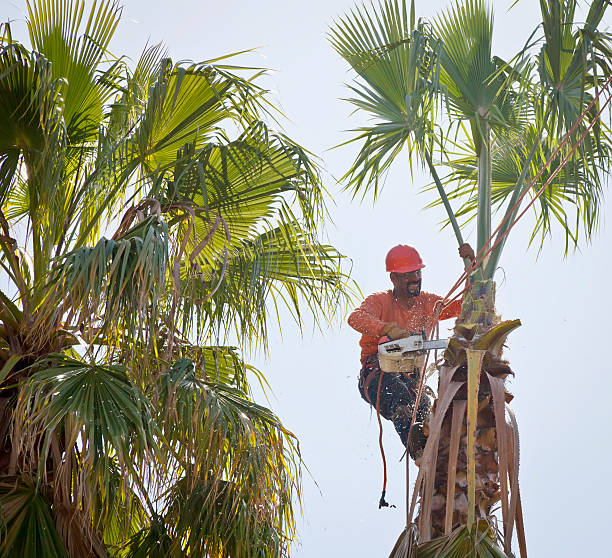 Best Tree Stump Removal  in Johnson, AR